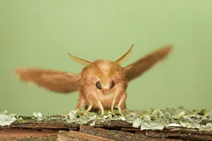 Lackey: The Lackey Moth - male showing antennae