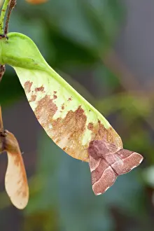 Lackey: Lackey Moth - on Sycamore Seed