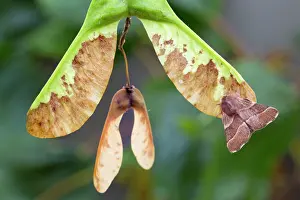 Lackey: Lackey Moth - on Sycamore Seed