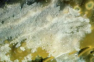Bryozoa: Lacy-Crust Bryozoan / Sea Mat (Bryozoa) - on kelp