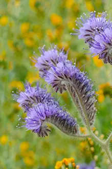 Tansy: Lacy Phacelia (Phacelia tanacetifolia) blooms