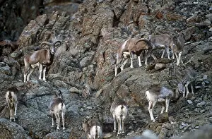 Ladakh: Ladakh Urial Sheep