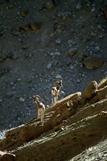 Ladakh: Ladakh Urial Sheep - males