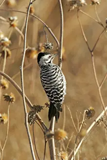 Scalaris: Ladder-backed Woodpecker