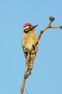 Scalaris: Ladder-backed Woodpecker