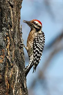 Scalaris: Ladder-backed Woodpecker