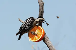 Scalaris: Ladder-backed Woodpecker