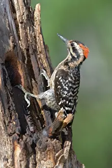 Picoides: Ladder-backed Woodpecker
