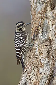 Scalaris: Ladder-backed Woodpecker - female