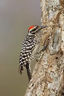 Scalaris: Ladder-backed Woodpecker - male
