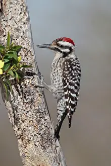 Scalaris: Ladder-backed Woodpecker - male