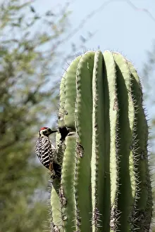 Scalaris: Ladder-backed Woodpecker male entering nest in cactus