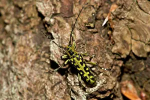 Marked: Ladder-marked Longhorn Beetle (Saperda scalaris)