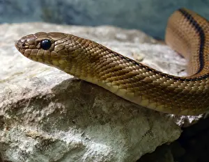 080119: Ladder Snake, non-venomous snake endemic to south
