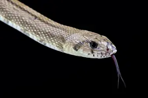 Scalaris: Ladder snake (Rhinechis scalaris), Spain