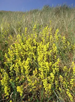 Verum: Ladies Bedstraw - on dunes