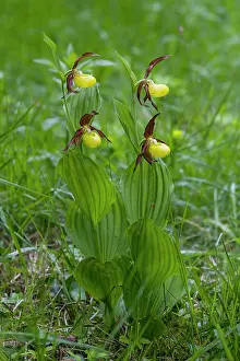 Slipper: Ladies slipper Orchid (Cypripedium calceolus), Two
