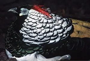 Crests: LADY AMHERST PHEASANT