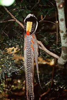 Away: LADY AMHERST PHEASANT - facing away, showing tail
