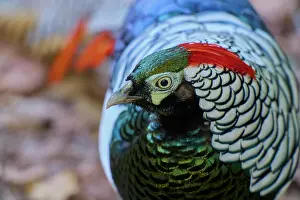 Landfowl: Lady Amherst's Pheasant (Chrysolophus amherstiae), l