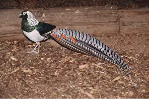 Lady: LADY AMHERST'S PHEASANT - male