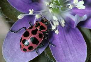 Pollinating: Lady Beetle eating pollen on Hepatica flower