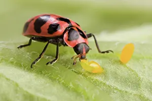 Maculata: Lady Beetle Eats Potato Beetle Eggs