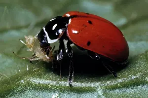 Ladybird: Lady Bird Beetle