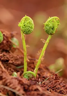 Opening: Lady fern, Athyrium filix-femina, fronds unfurling
