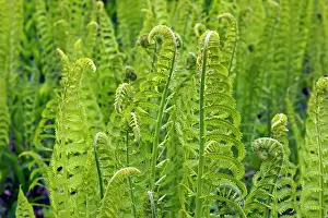Athyrium: Lady fern - a dominant plant in the understory of the taiga