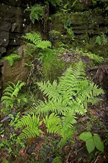 Athyrium: Lady fern - a dominant plant in the understory of the taiga