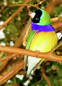 Gouldiae: Lady Gouldian Finch