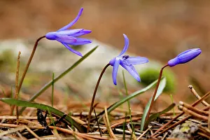 Lochs: 'Lady Loch's Glory of the snows' - endemic bulb