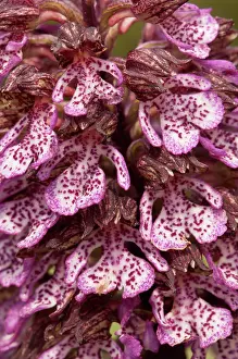Orchis: Lady Orchid