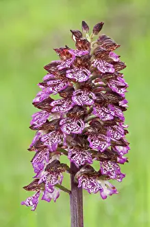 Orchis: Lady Orchid