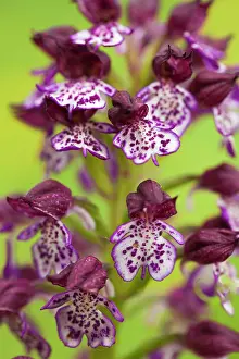 Aquitaine: Lady Orchid