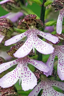 Orchis: Lady Orchid - detailed study of flowers Germany
