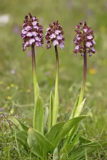 Orchis: Lady Orchid in flower, Italy