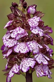 Orchis: Lady Orchid in flower, Italy
