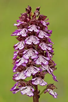 Orchis: Lady Orchid in flower, Italy
