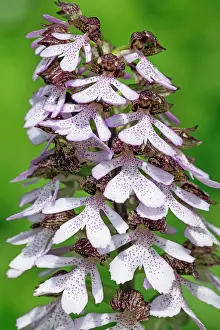 Orchis: Lady Orchid - Flowers Germany (Orchis purpurea)