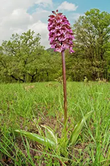 Orchis: Lady Orchid in its natural habitat
