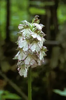 Chalk: Lady orchid (Orchis purpurea)