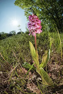 Wildorchid: The lady orchid (Orchis purpurea) growing in the meadow, Pie