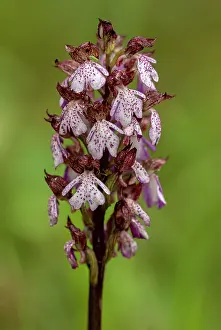 Geophyte: Lady Orchid, Orchis purpurea, in limestone grassland