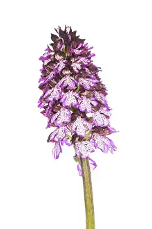 Close Up: Lady orchid (Orchis purpurea) against a white background, Piedmont, Italy