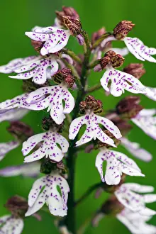 Bonnets: Lady Orchid, white flowering version, close - up