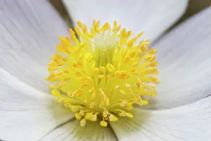Stamens: Lady of the Snows Spring Pasqueflower