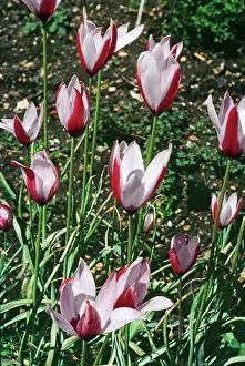 Allen Paterson: Lady Tulip