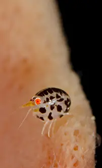 Amphipoda: Ladybird Amphipod undescribed